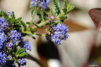 /album/macro/a0026321-ok-jpg/